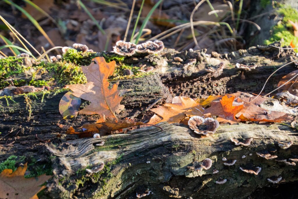 wald-natur-foto